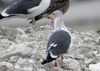 juvenile LBBG, ringed in the Netherlands.
